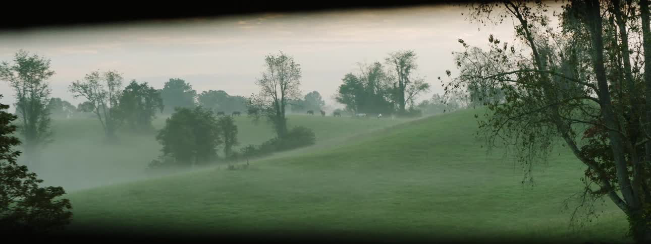 Misty grassy field with trees interspersed on a cloudy day