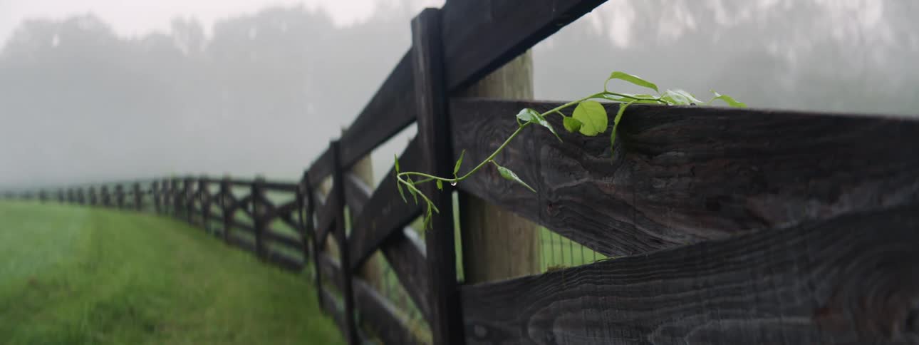 Water drops from a single vine hanging over long fence