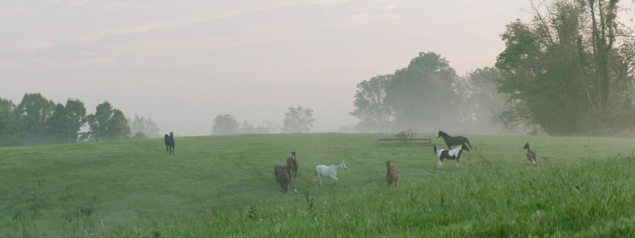 Horses on a grassy field with trees the sky in the background