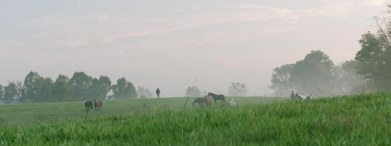 Horses on a grassy field with trees on the horizon