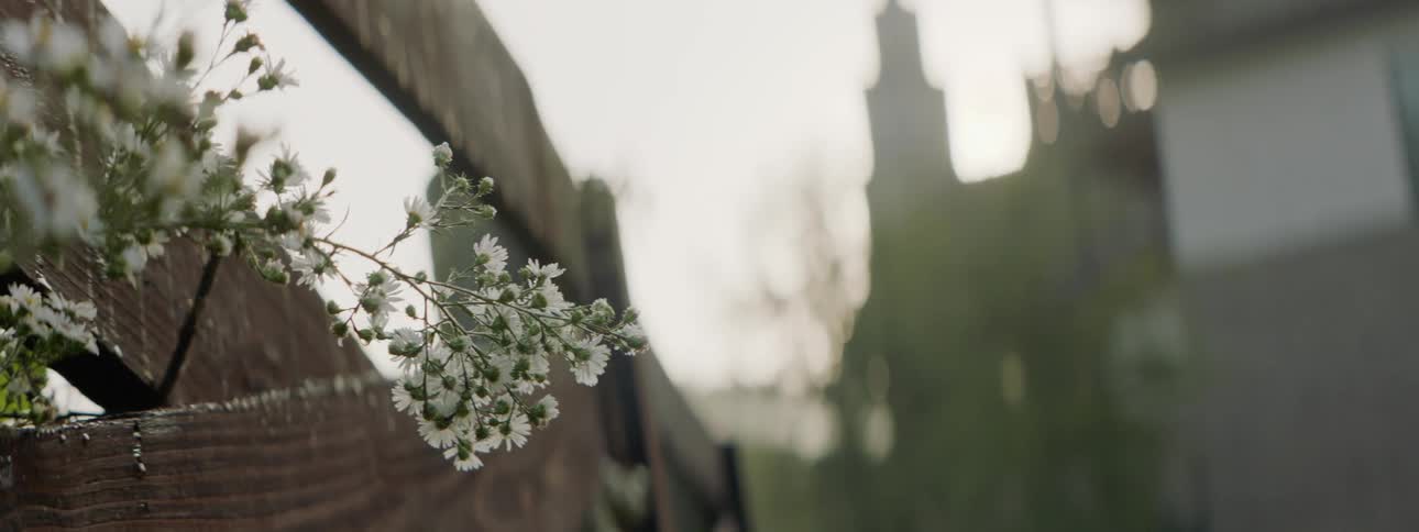 Flowers growing along a fence
