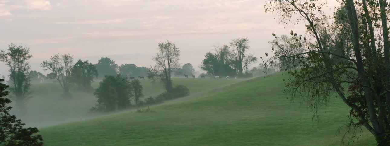 Horses graze in a hilly countryside covered in fog