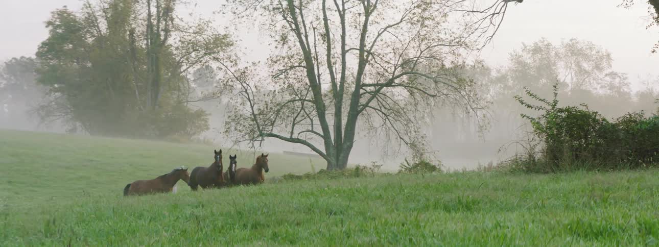 A herd of horses galloping over the green grass on misty hills