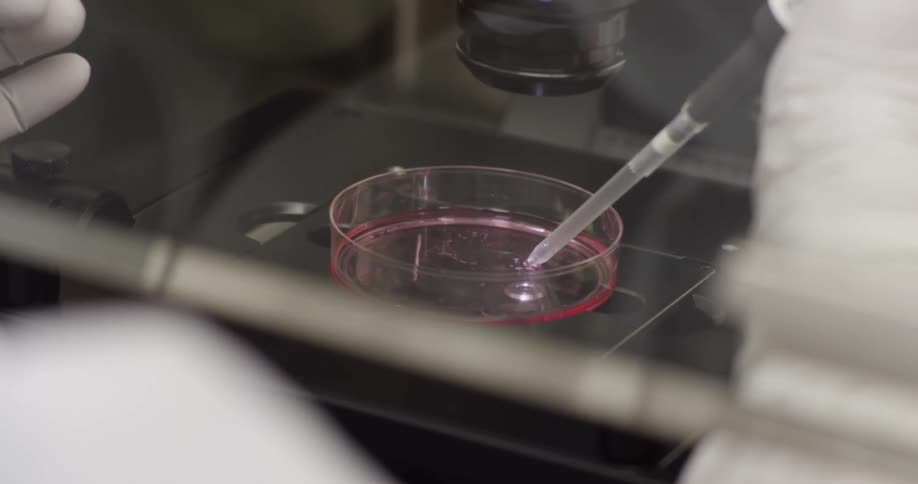 A laboratory worker collects a sample from a petri dish under a microscope