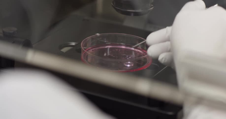 A person interacting with a petri dish