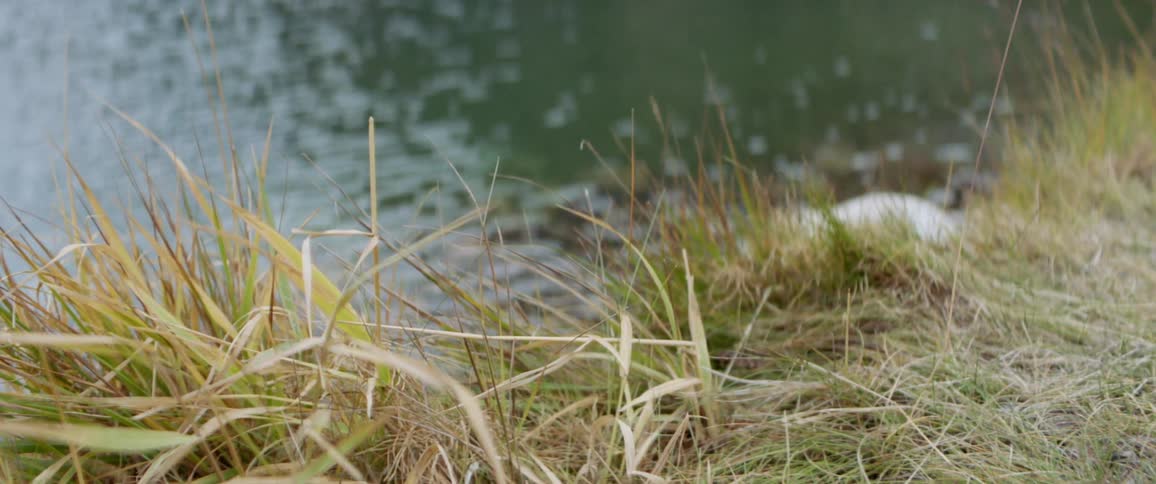 Grassy area at the edge of a lake