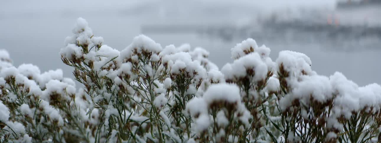 Shrubs covered in snow next to a lake with the sky and clouds in the background