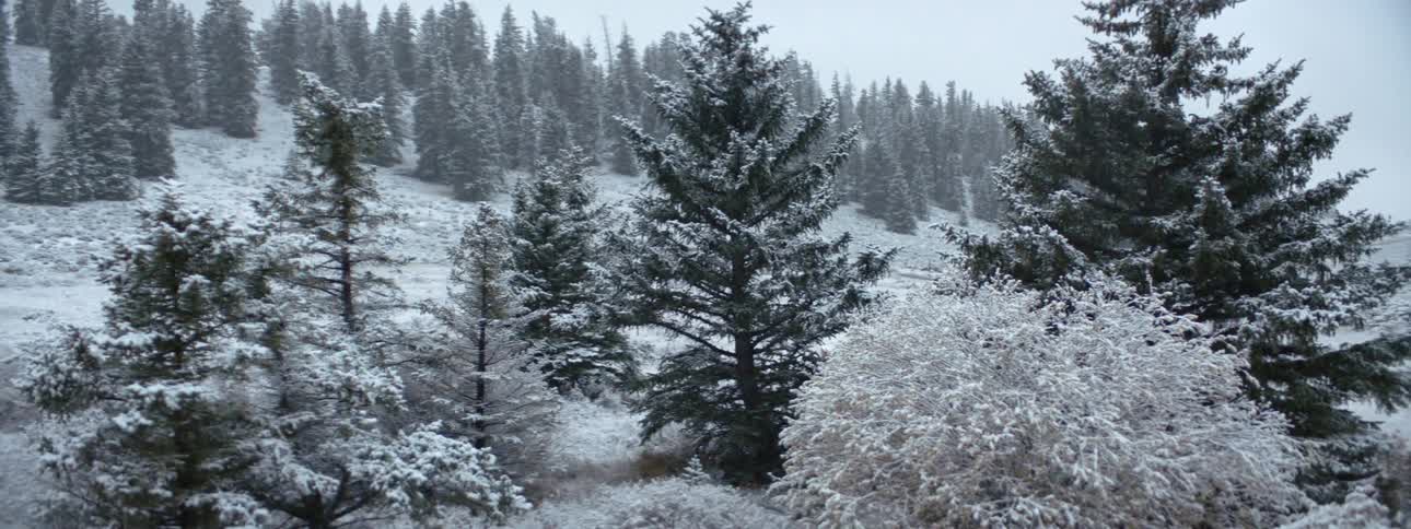 Snow falling over the pine three forests in the mountains