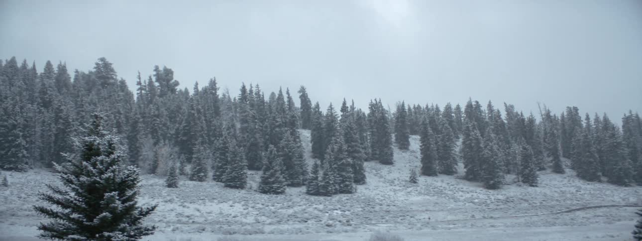 Landscape of a grass and trees covered in snow on an overcast and gray day