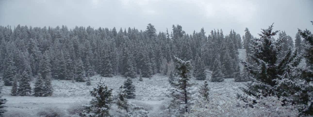 A forest of pine trees on a snow covered winter day