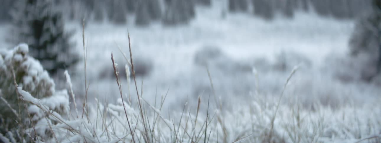 Wheat area covered in snow