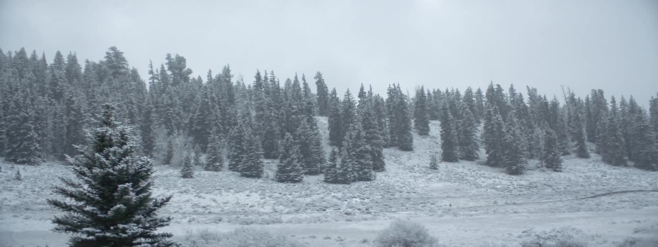 Tilt up to misty forest covered in snow