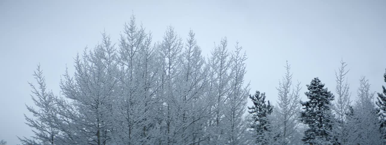 Trees covered in snow and ice under a cloudy daytime sky