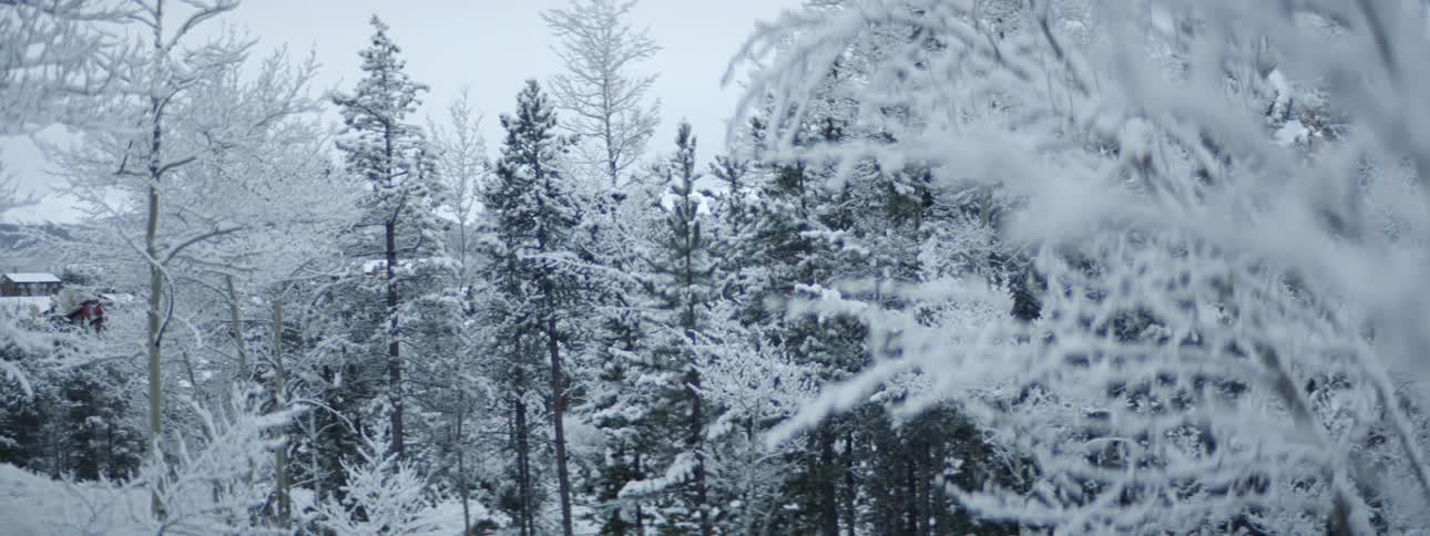 Cabin nestles in ice and snow covered conifer forest