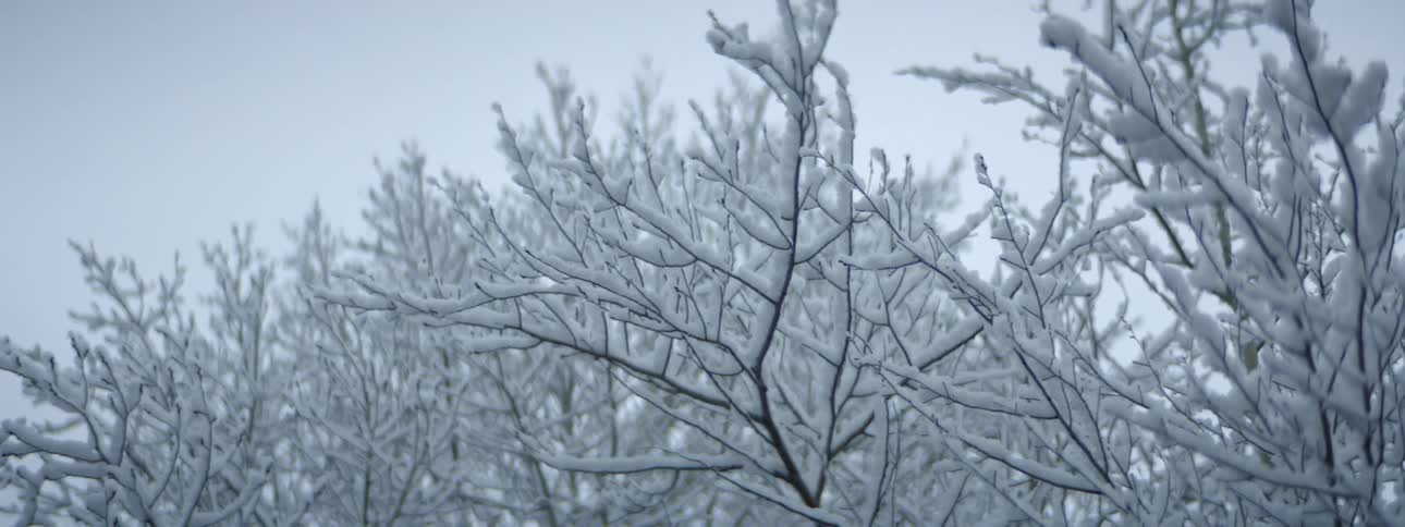 Ice encrusts leafless trees under pale sky
