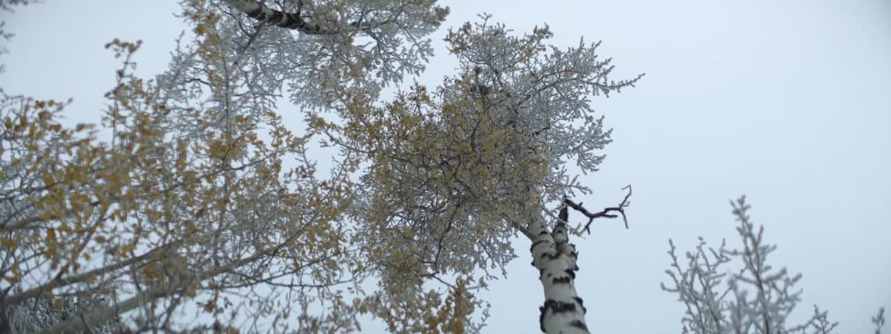 Looking up at trees with frost covered leaves