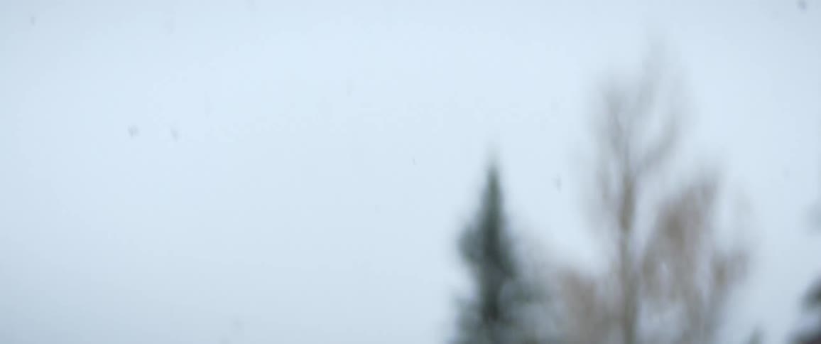 Its snowing in a forest during the day