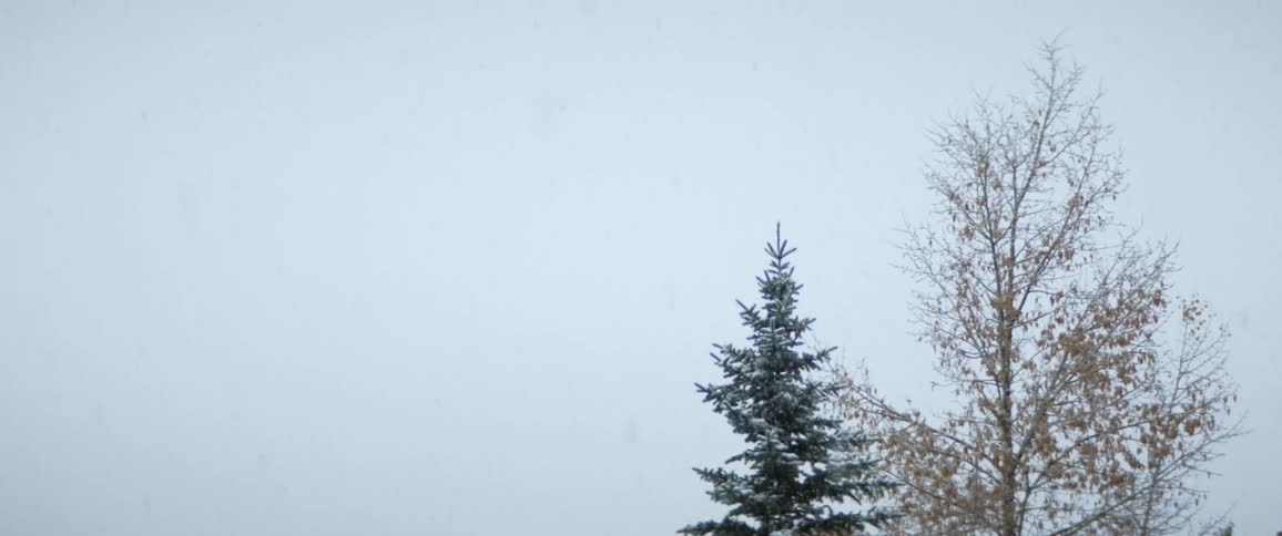 Snowflakes falling on a light snow storm over the trees in the forest