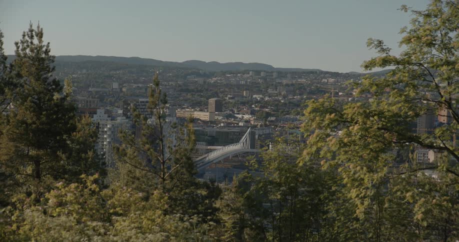 Trees on a hill overlook the city and bridge below