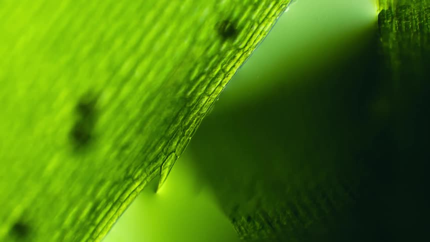 Green and black colors that look like plant cells