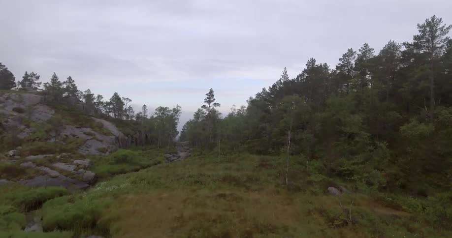 A field that turns into a forest