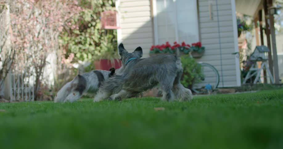 Two dogs run and play on the lawn together