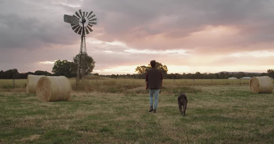 A man walks through a field containing hay bales and a weather vane alongside a dog in the evening