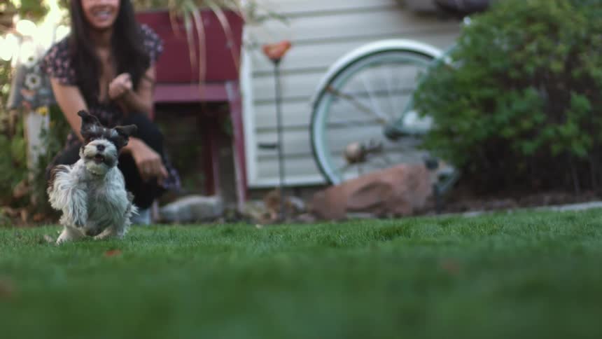 A small dog runs across the yard of a house as kneeling woman watches from behind