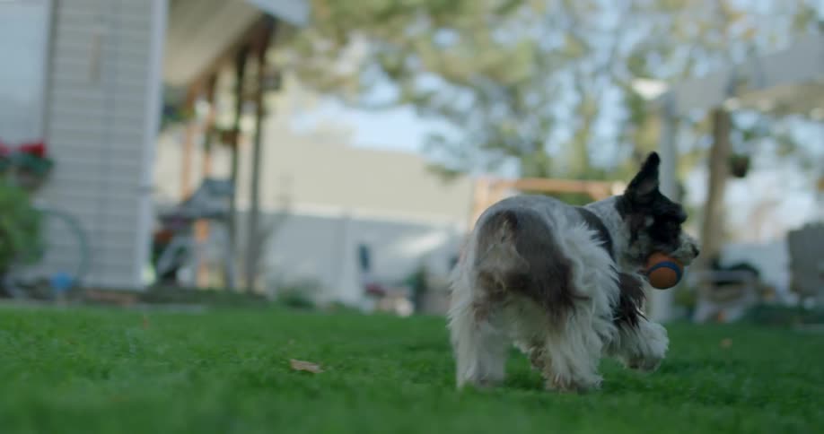 A dog runs in a backyard with a ball in his mouth