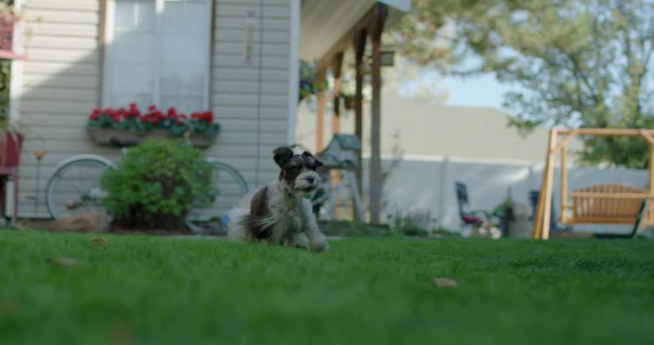 A woman plays fetch with her dog in a backyard during the day