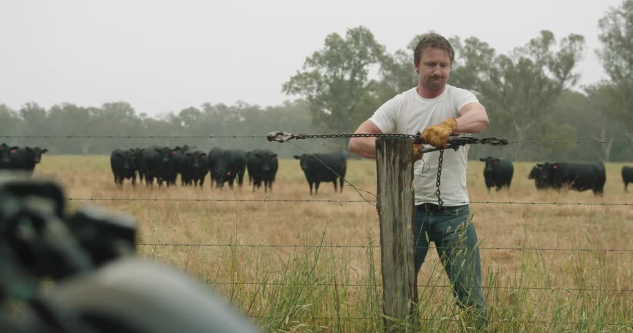 A man wearing a white t shirt jeans and orange gloves repairs a fence outdoors with cows behind him