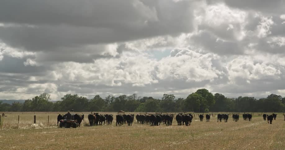 A person on an atv herds cows on pasture land during the day