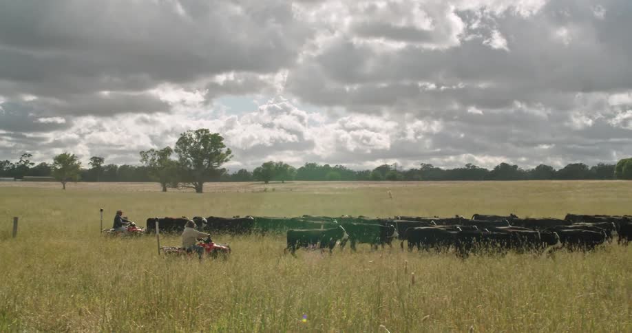 Two people ride atvs behind a herd of cattle