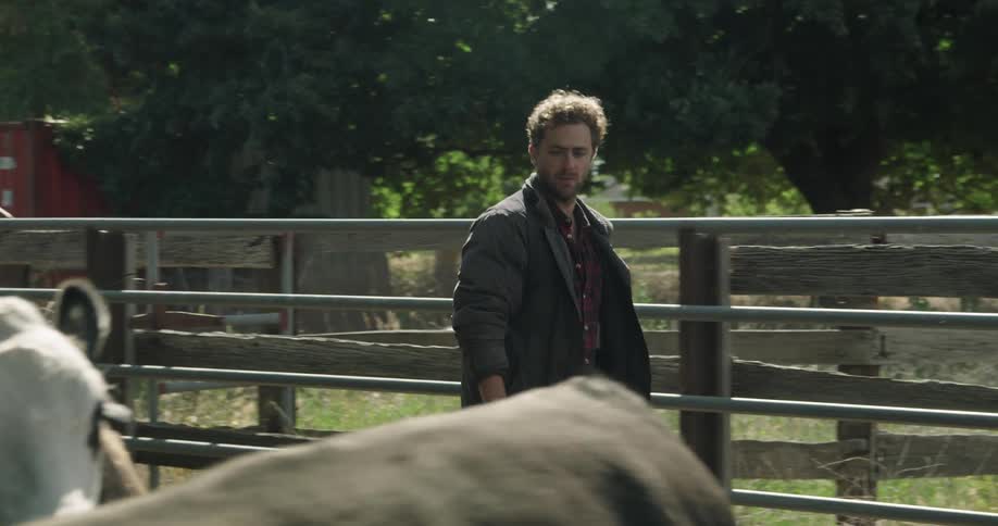 A man walks among cattle in a pen