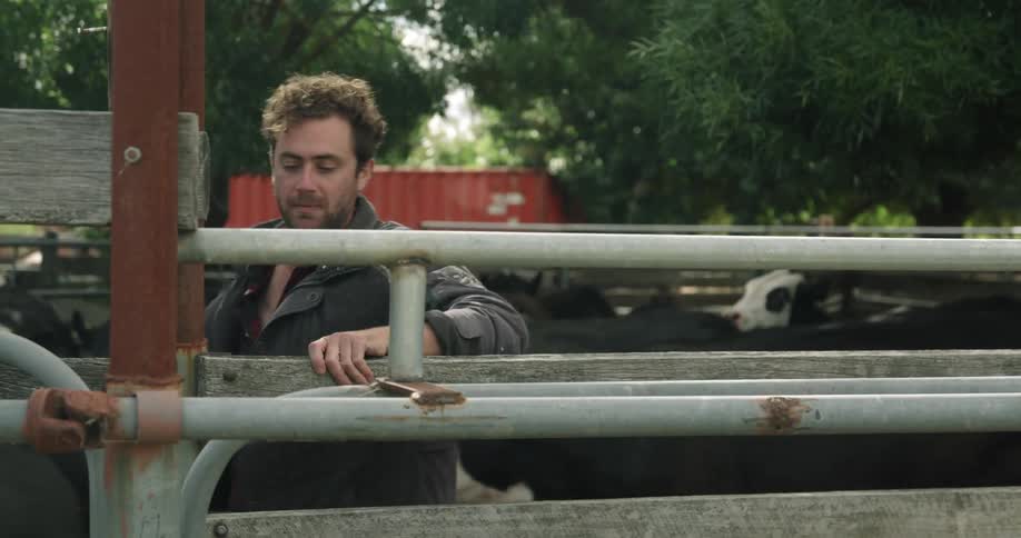 Man herding cows inside on a corral in a farm at day time