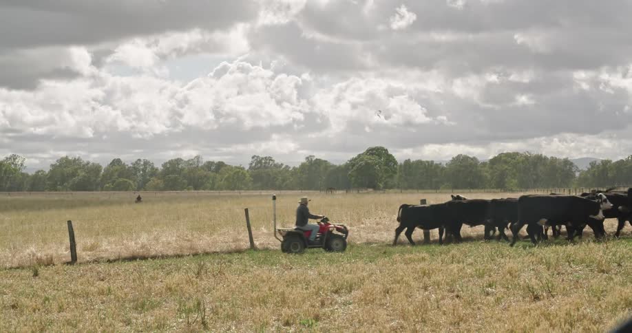 A man drives an atv behind a herd of cattle walking in a farm field