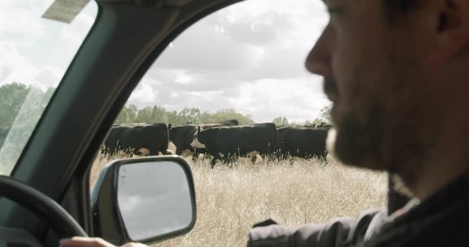 Man sitting inside of a car while a herd of cows walk by outside in a field of grass at daytime