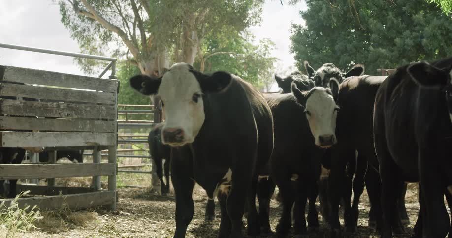 A herd of cows are walking in a farm