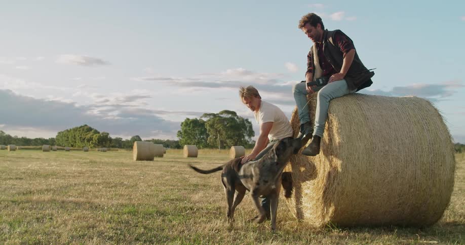 Two men sitting and reclining on a bay hale on a field greet a black labrador dog