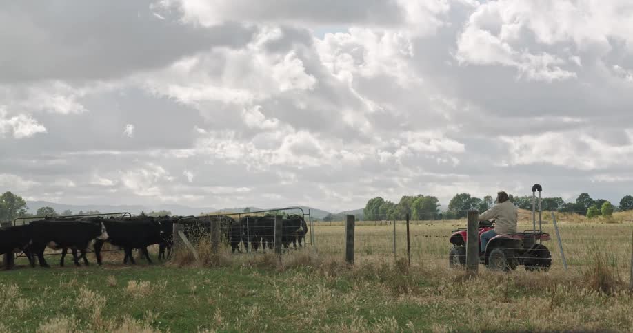 Man watching his animals move