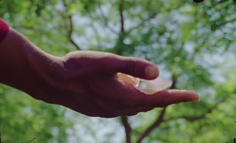 Flower petals in persons open hand blowing away