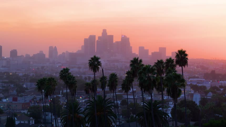 Palm trees in front of a city skyline