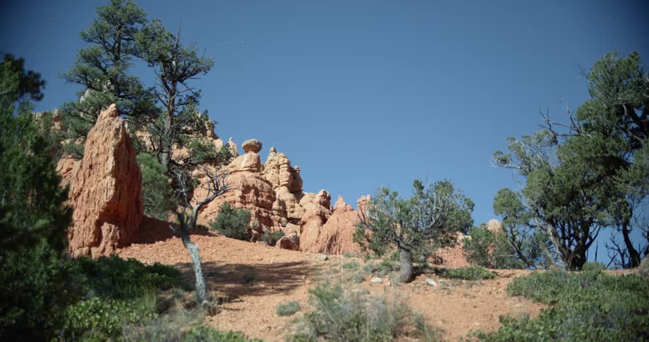 Trees and shrubs on the dry land of the hills near the desert mountains