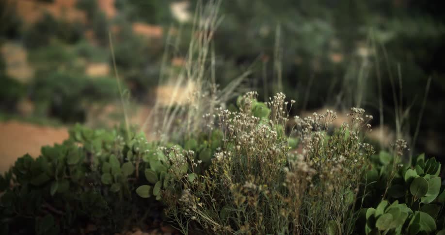 Small white flowers on a arenaria sandwert shrub or bush on the desert badlands