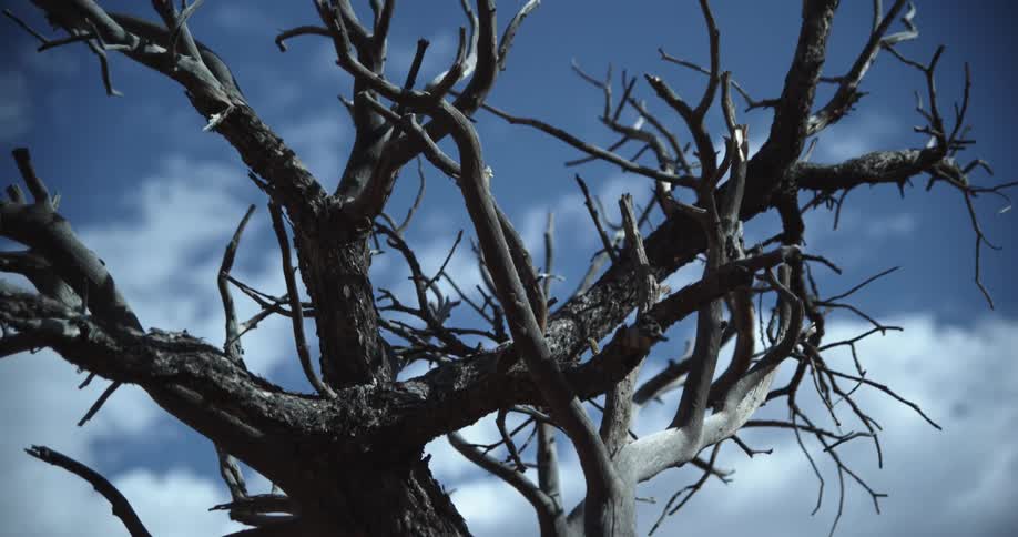 A tall tree has no leaves