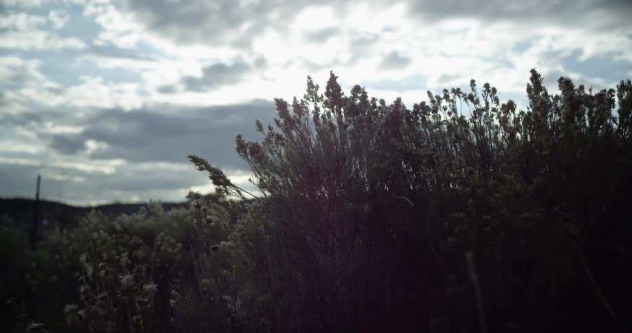 A panning shot of plants in a field