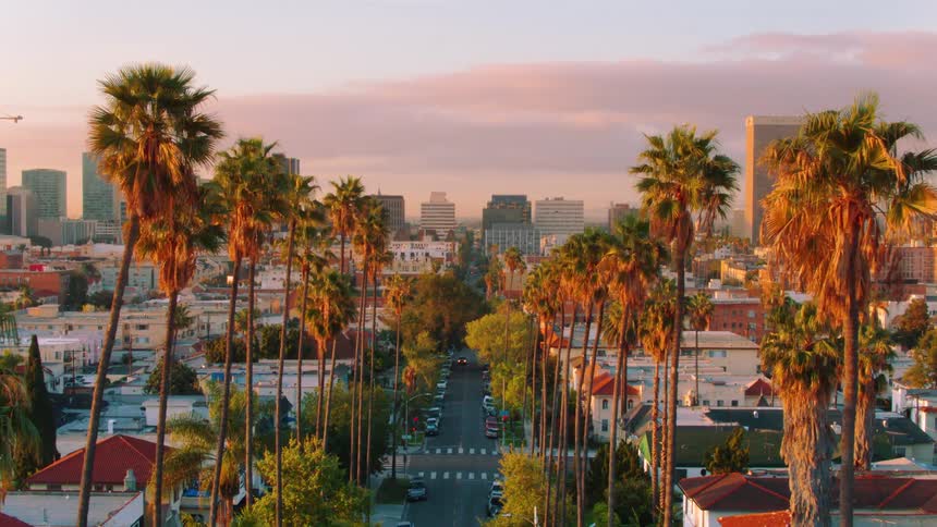 Traveling through a row of palm trees and revealing the downtown Los Angeles skyline