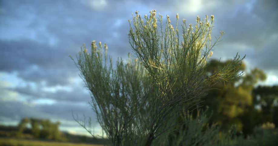 A close up of a bush in a field