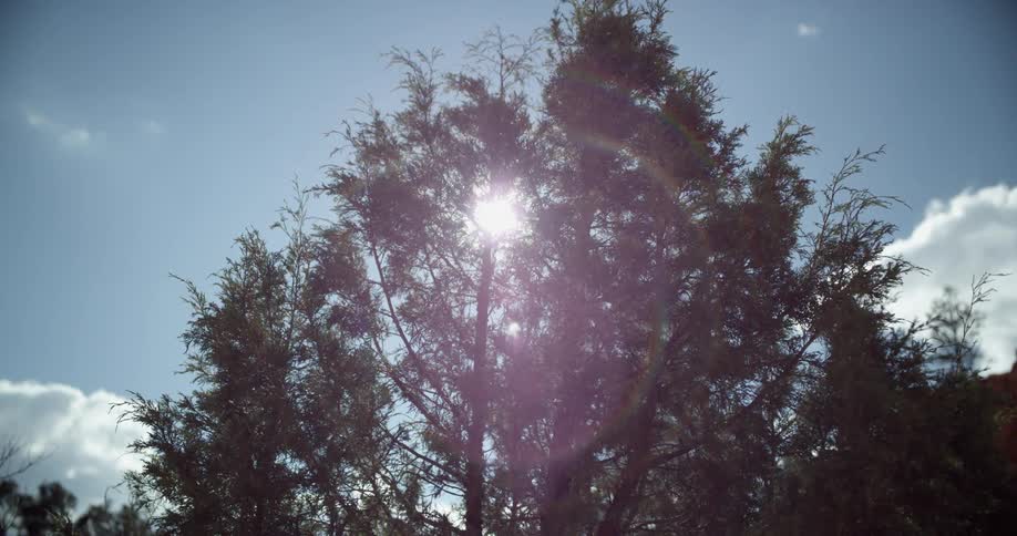 Tall pine trees on a cloudy day with a bright sun shining through the trees
