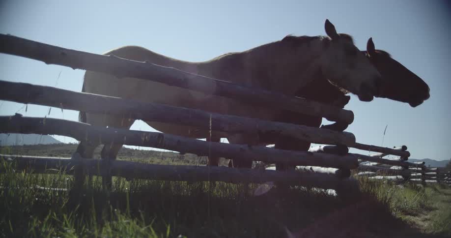 Two horses standing by a wooden fence with the sky and clouds in the background